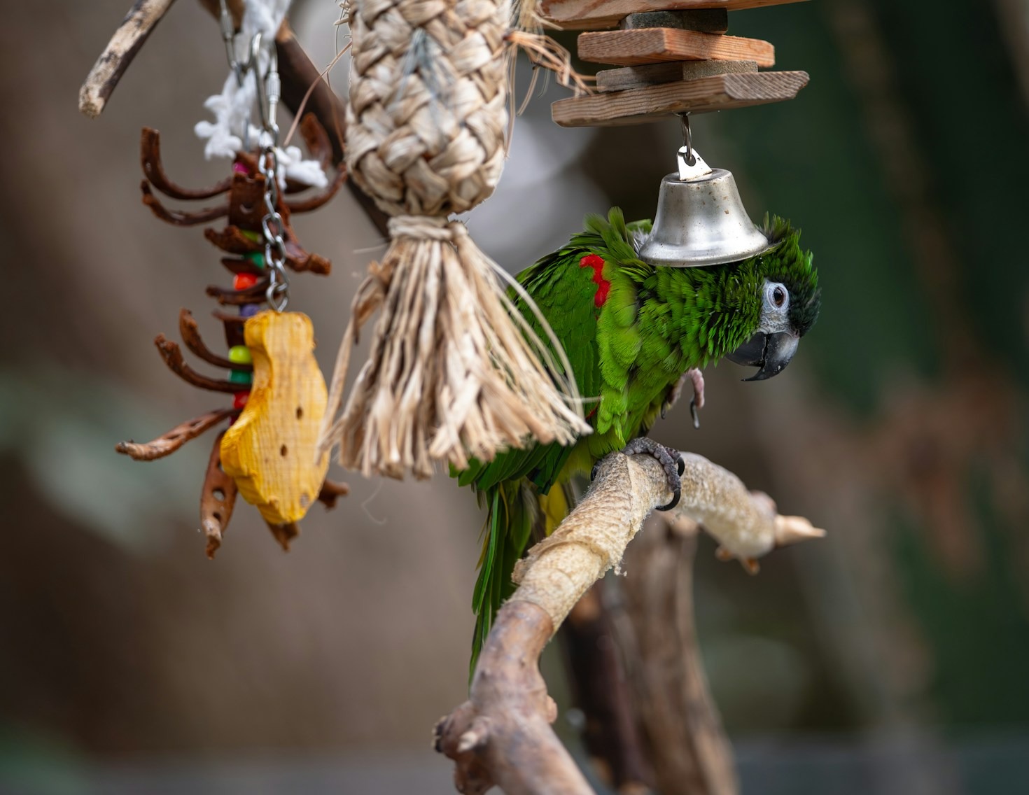 Why Quality Matters in Bird Accessories