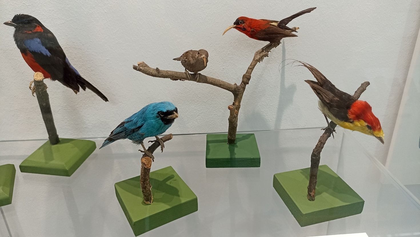 Transform Your Home into a Bird Paradise